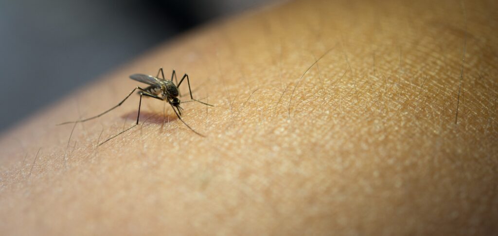 medical lab test for malaria